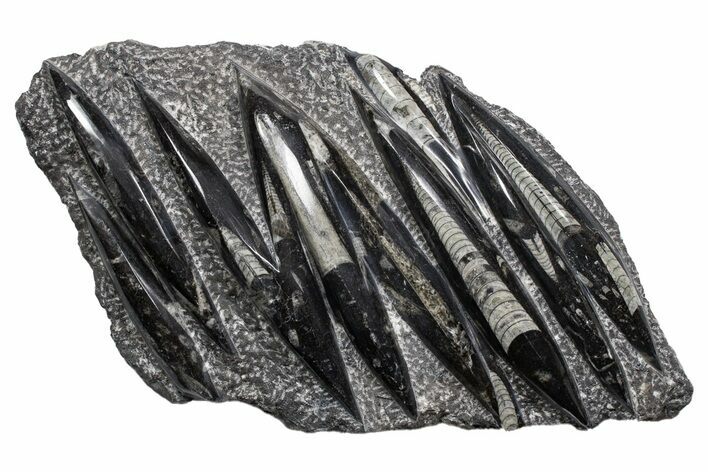 Polished Fossil Orthoceras (Cephalopod) Plate - Morocco #341371